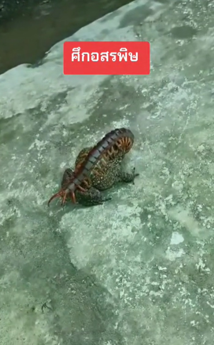 สัตว์มีพิษ