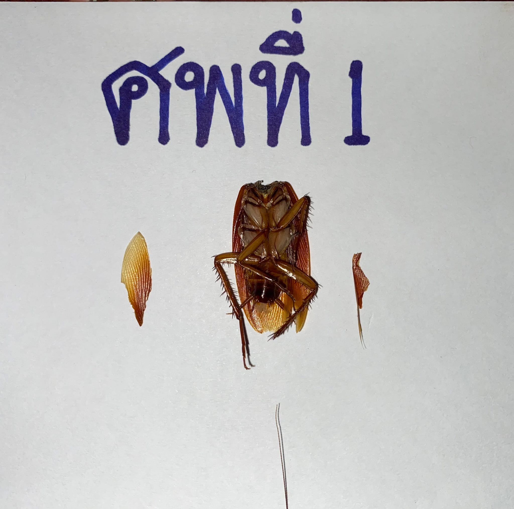 แมลงสาบ