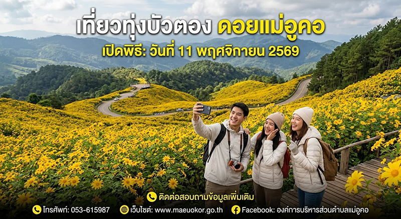 ทุ่งดอกบัวตอง ดอยแม่อูคอ 2569