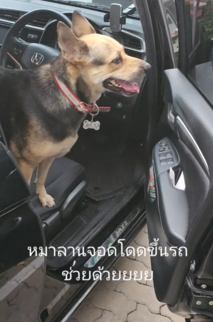 หมาหลง