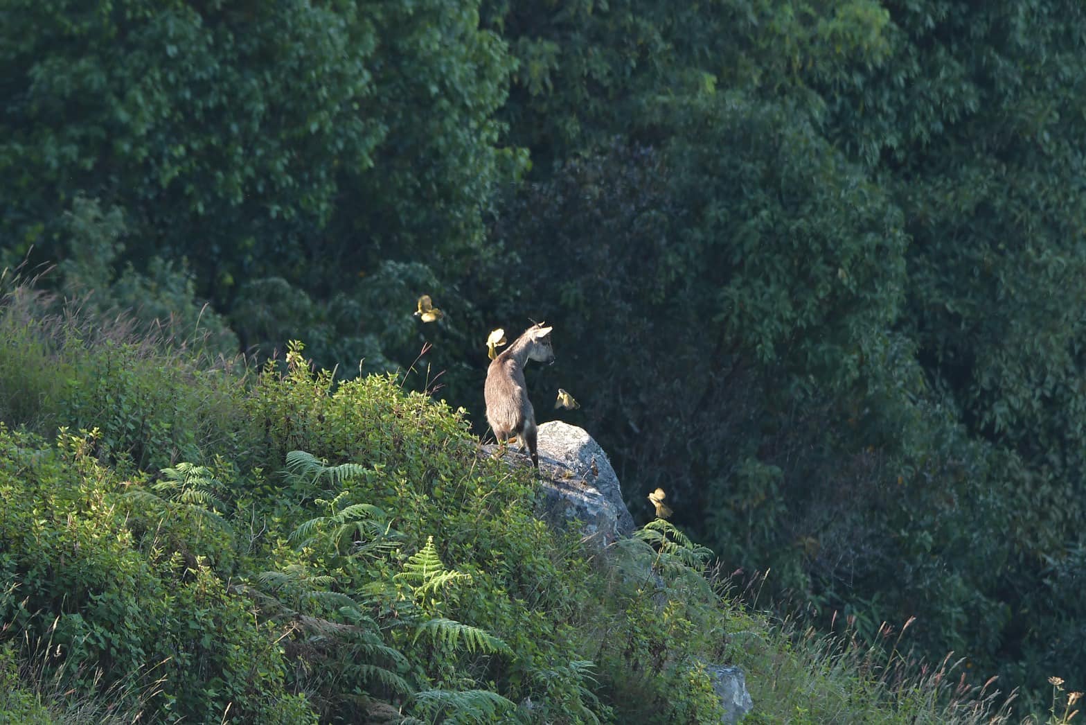 ม้าเทวดา