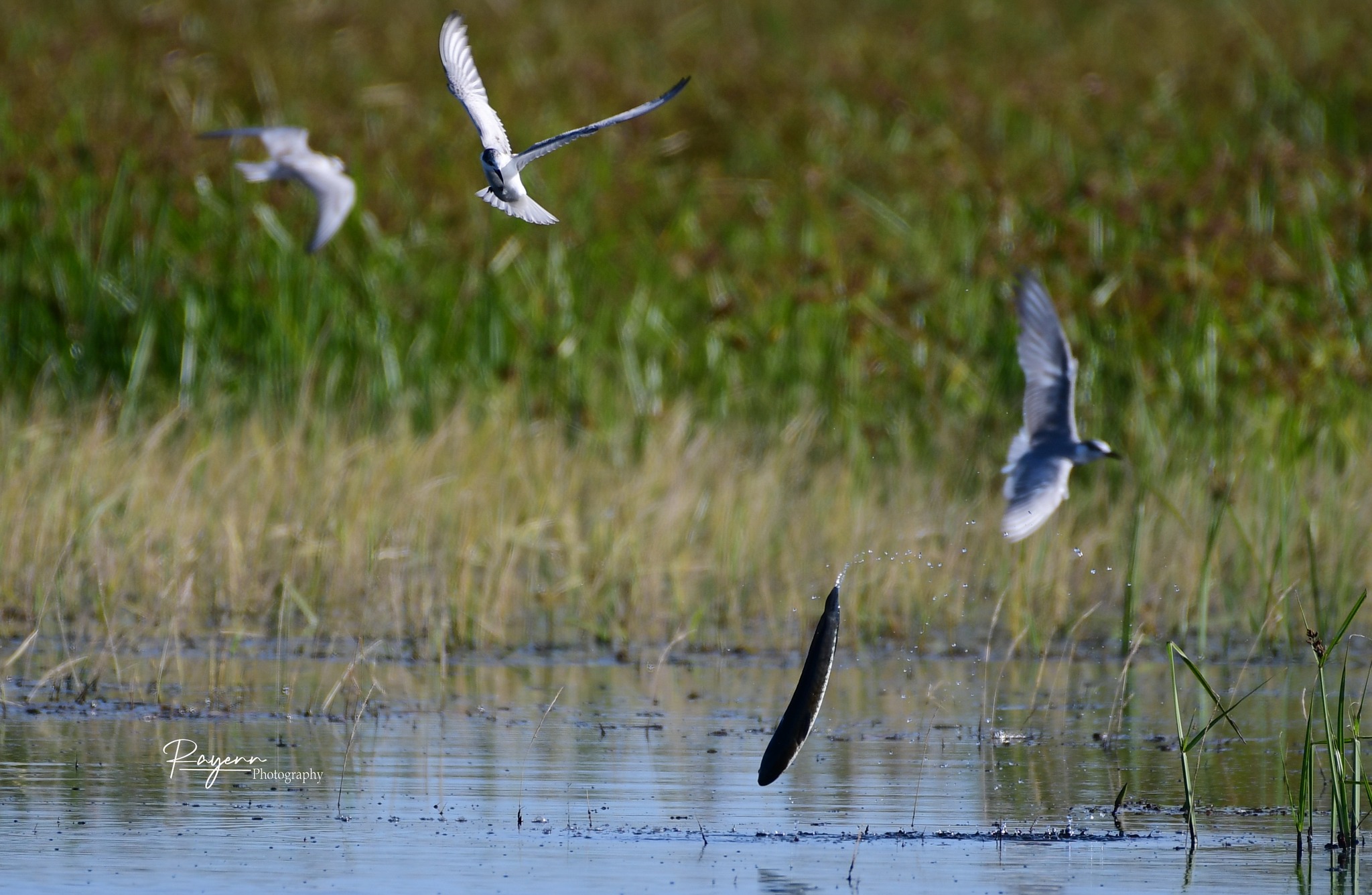 นกนางนวล