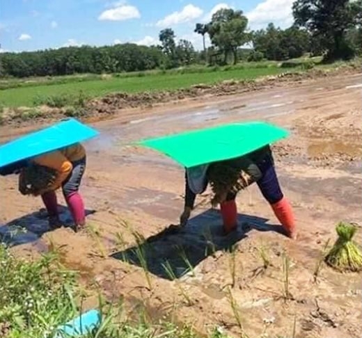 ฟิวเจอร์บอร์ดกันแดด