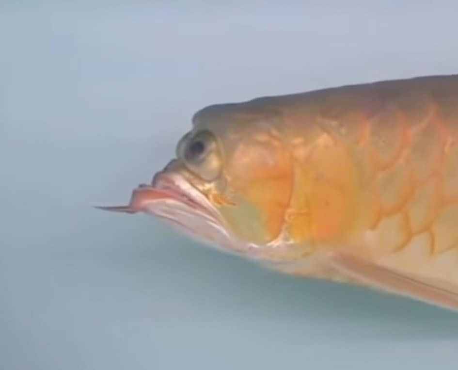 ปลาอโรวาน่า