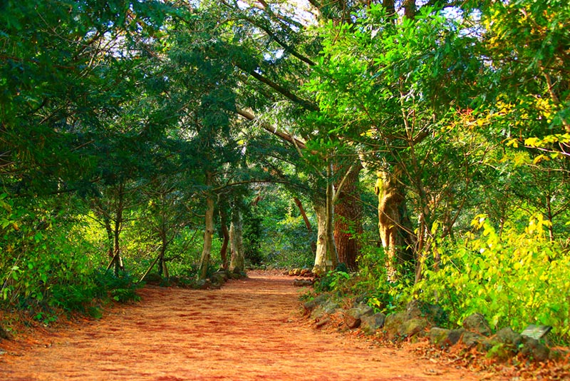 seogwipoforestofhealing