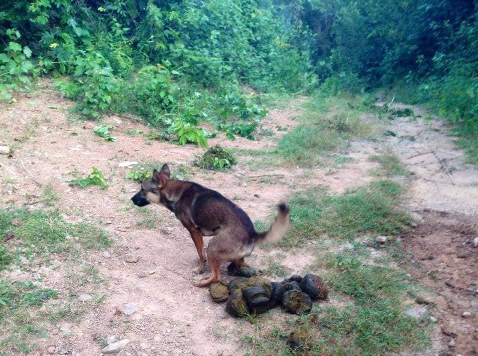 ช้างกับหมา