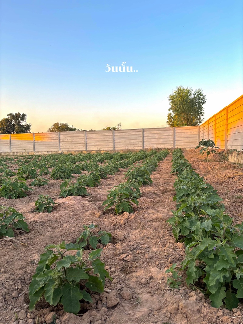 สวนหน้าบ้าน