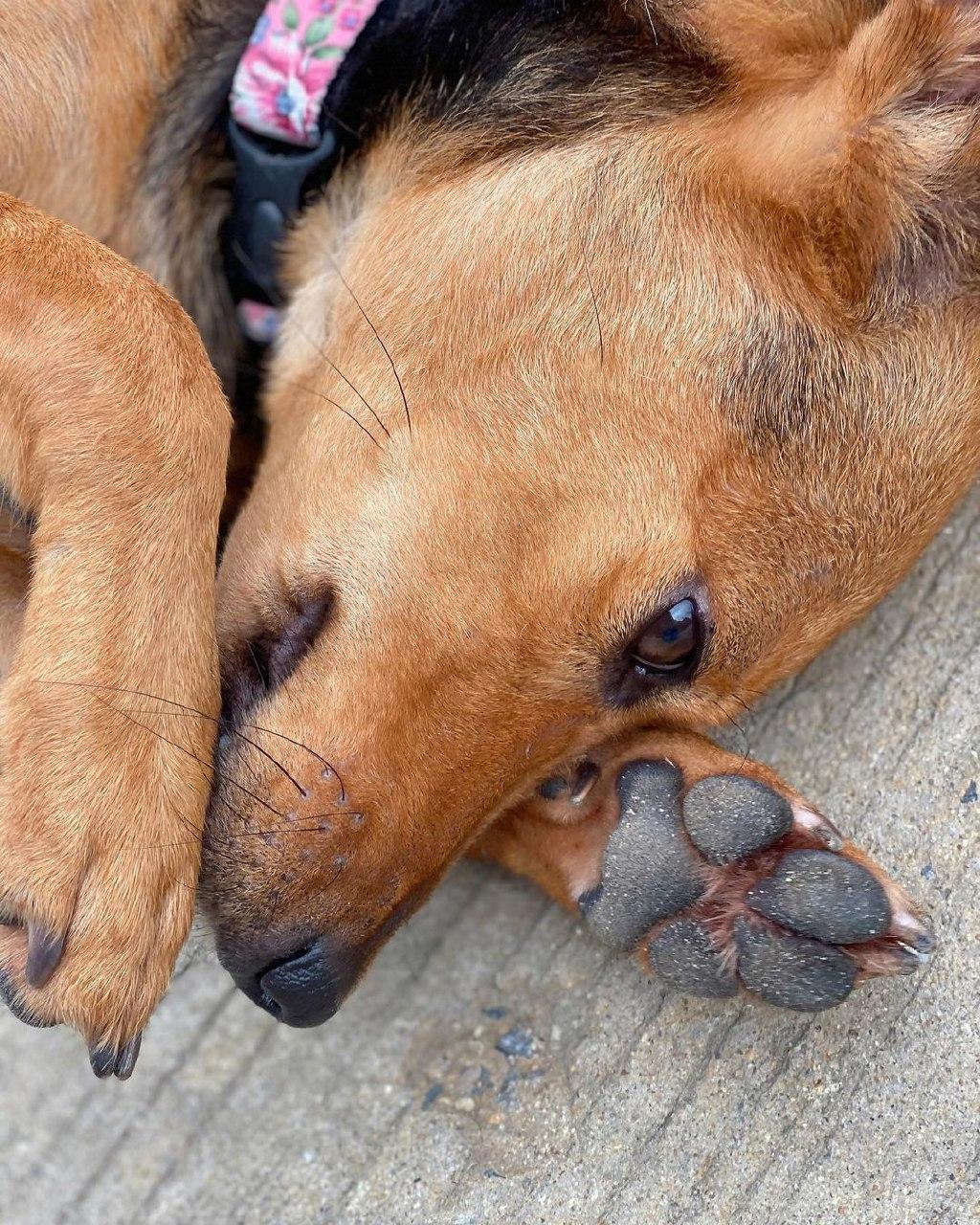 น้องหมูทะ