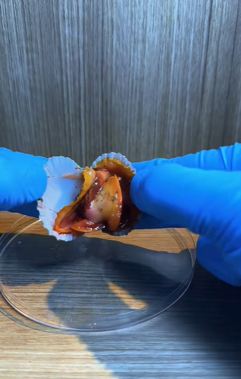 หอยแครง