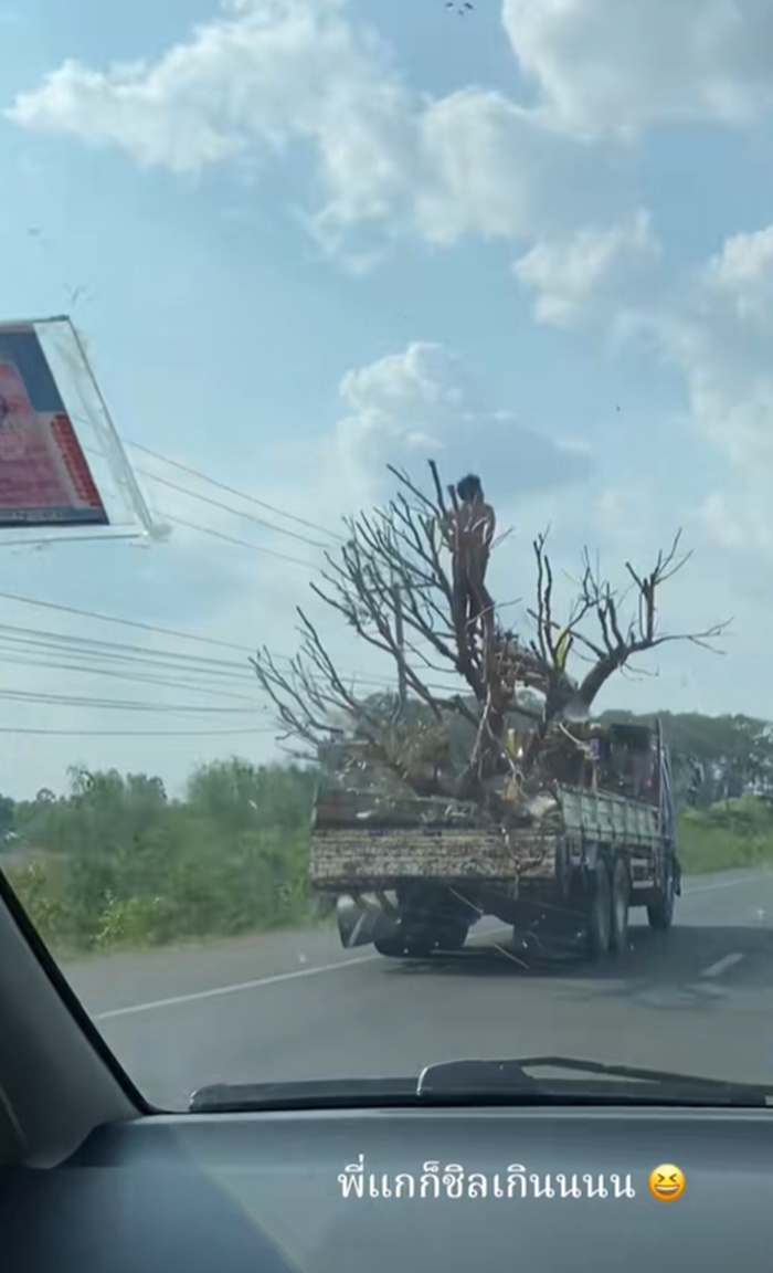 รถขนไม้