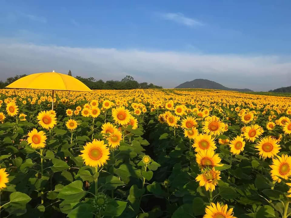 ทุ่งทานตะวัน ไร่มณีศร เขาใหญ่