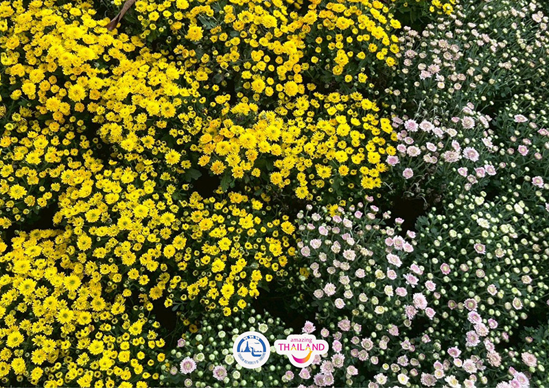 Colorful Garden in Phrae 2025 แพร่