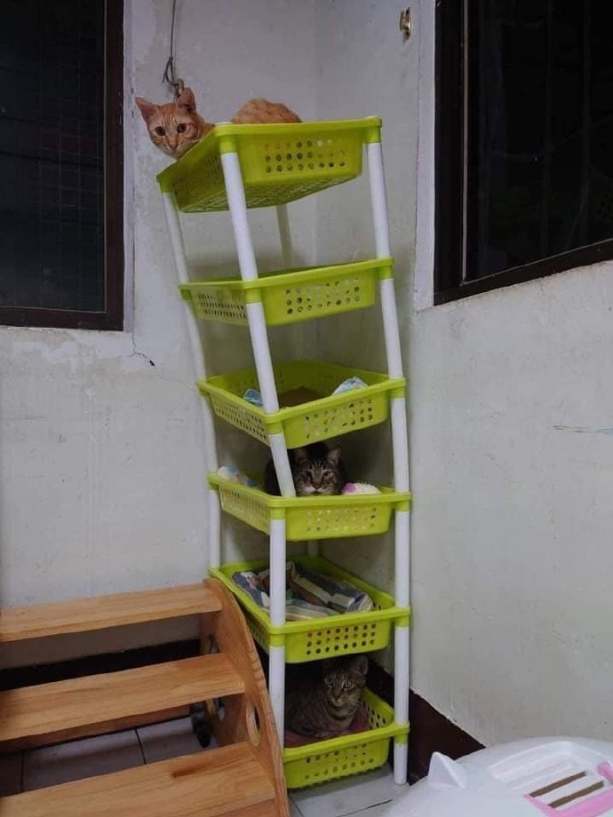 คอนโดแมว