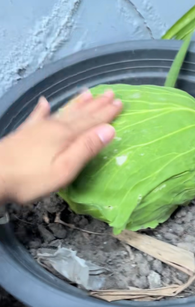 กะหล่ำปลี