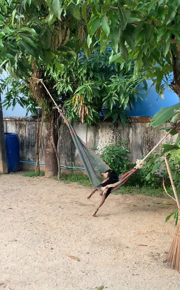 เปลหมา