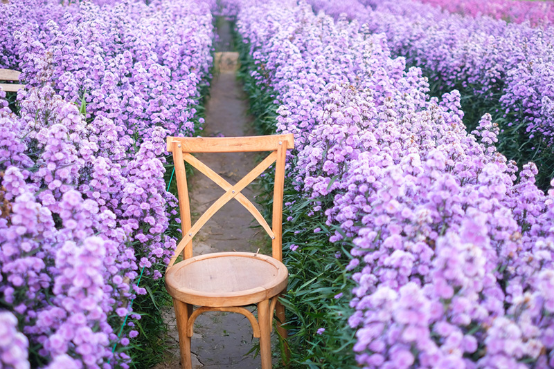สวนดอกไม้ เชียงใหม่