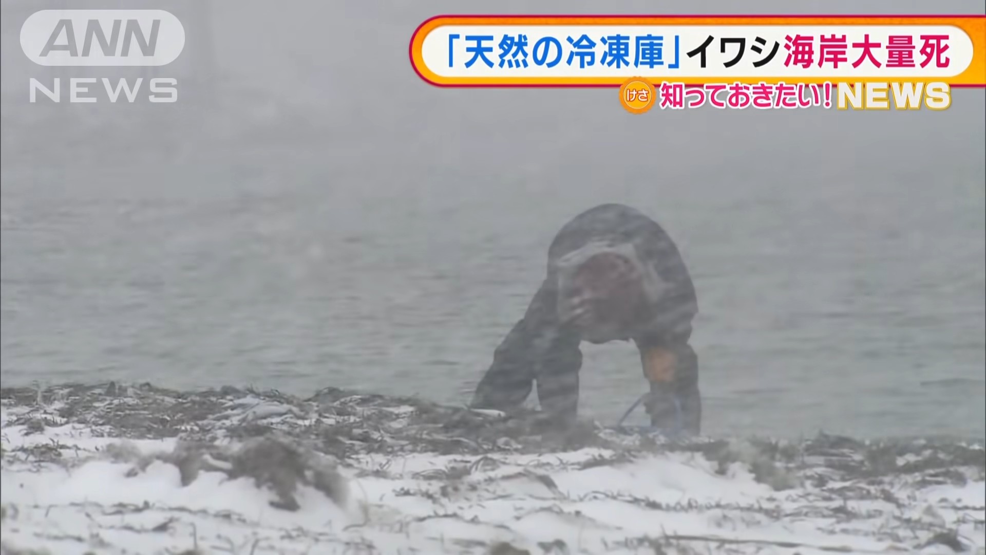 ปลาซาร์ดีน