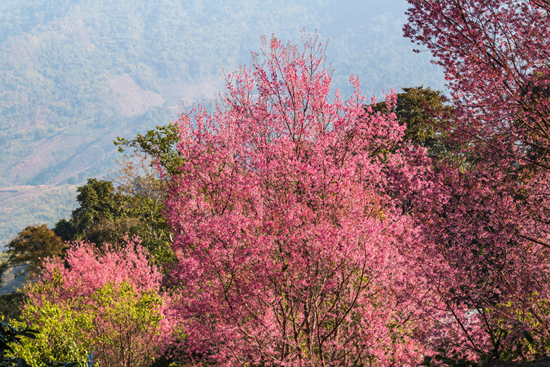 ดอกนางพญาเสือโคร่ง