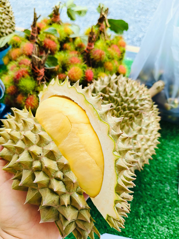 สวนทุเรียนภูเขาชะอม สระบุรี 2568 สวนทุเรียนนายทองใส