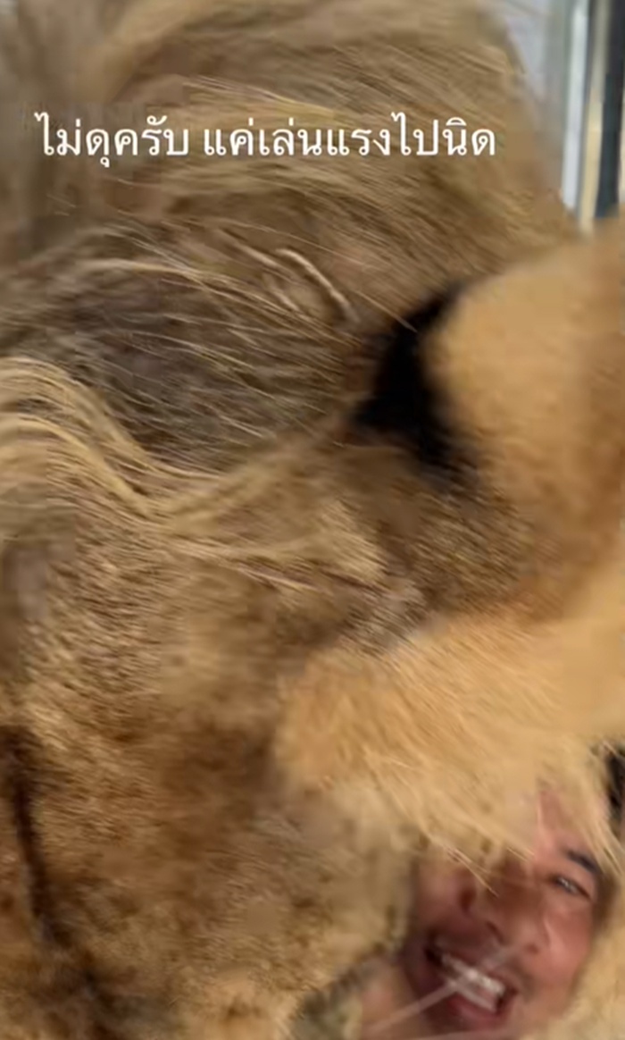 เล่นกับสิงโต