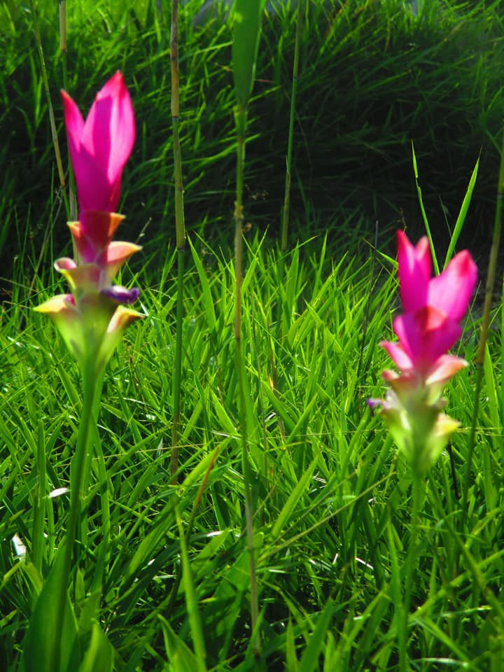 ทุ่งดอกกระเจียว 2564