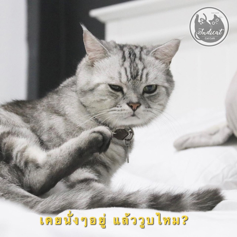 Meme แมว
