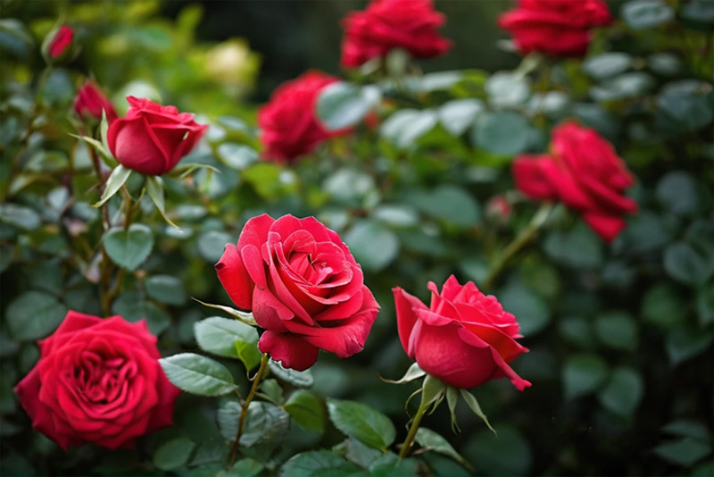 ดอกไม้ประจำราศีเมษ