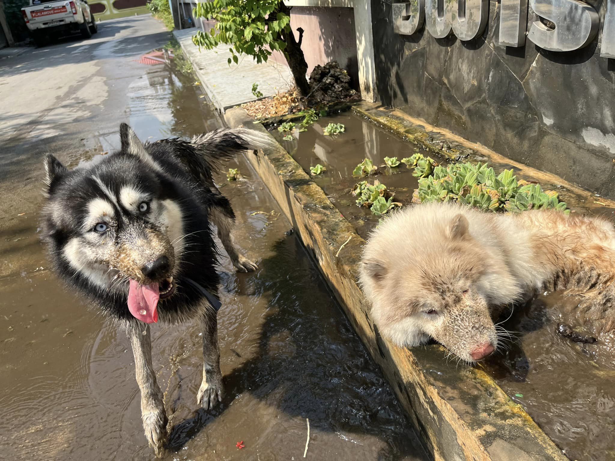 ไซบีเรียน