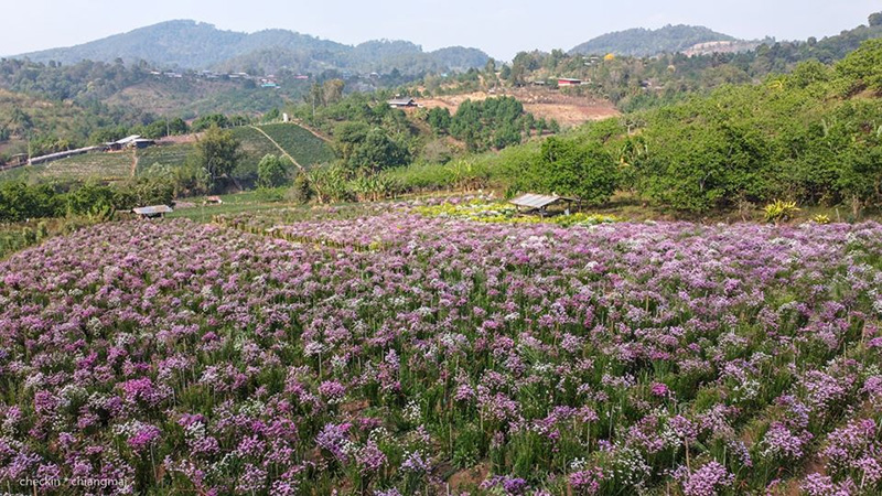 ทุ่งดอกสแตติส เชียงใหม่