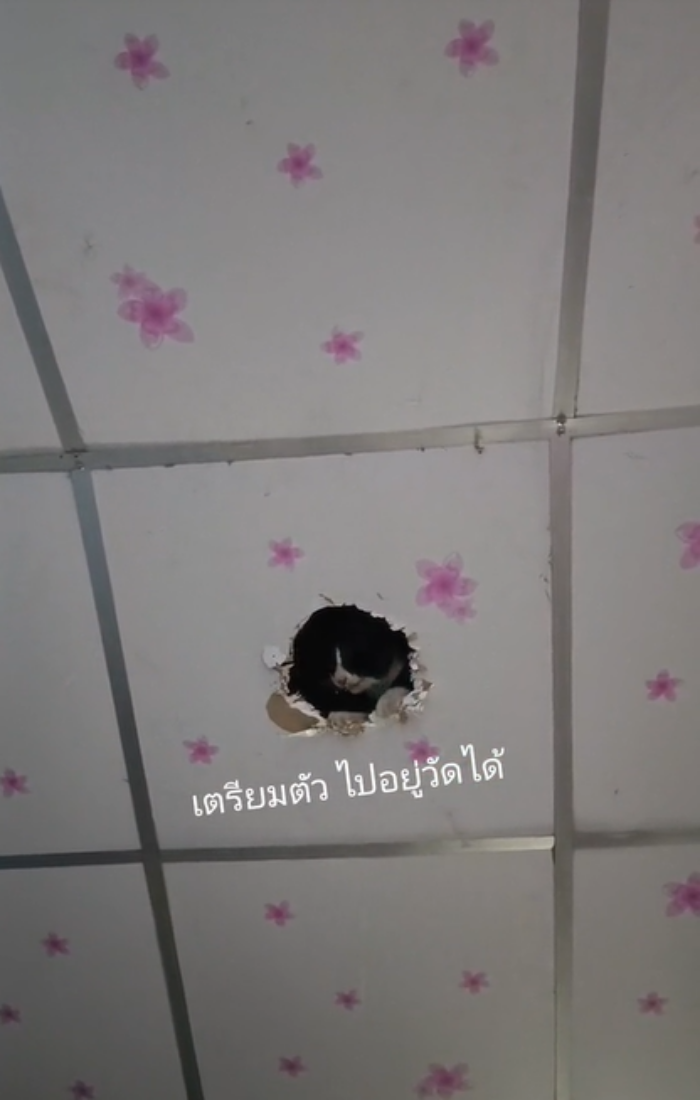 แมวซน