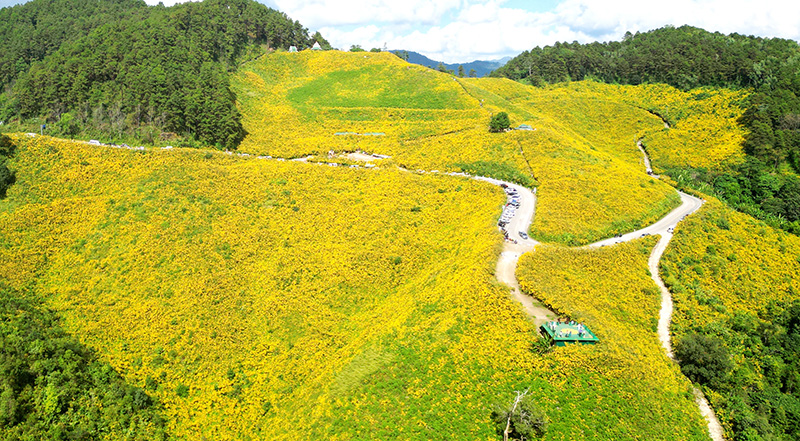 ทุ่งดอกบัวตอง ดอยแม่อูคอ