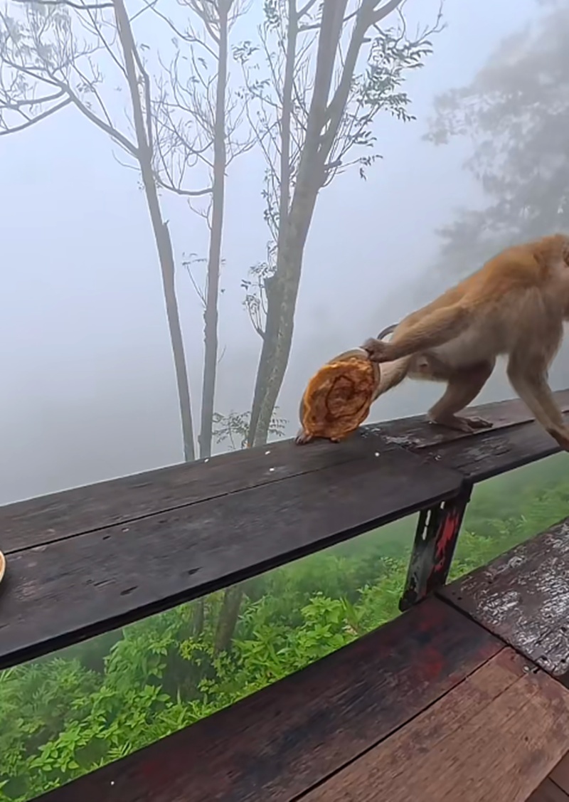 ข้าวไข่เจียว