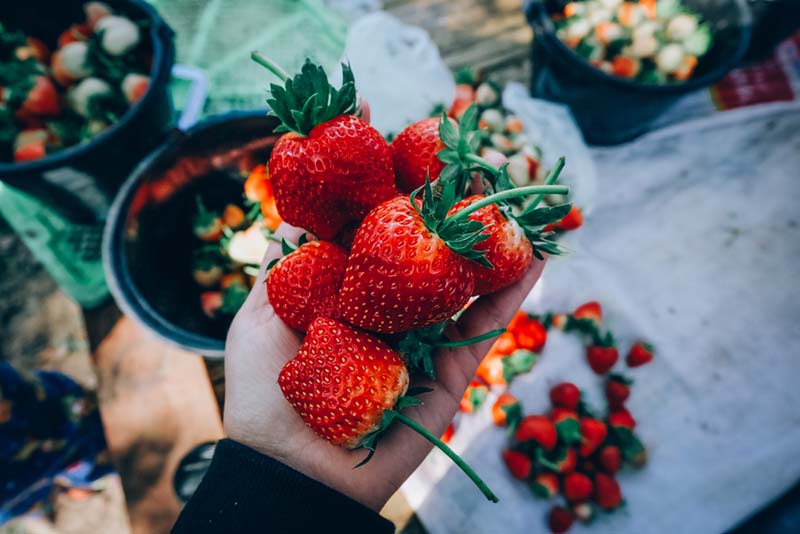 สตรอว์เบอร์สะเมิง