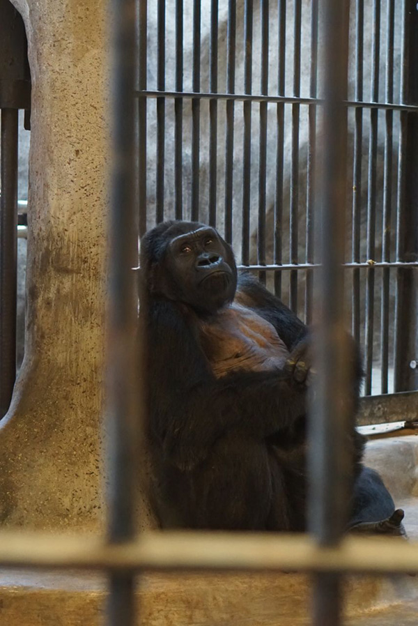 สวนสัตว์พาต้า