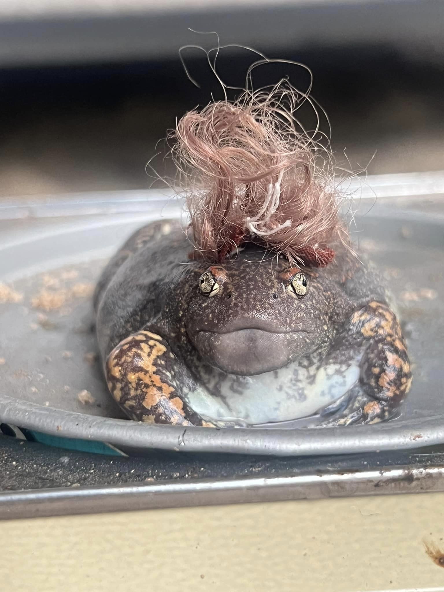 อึ่งอ่าง