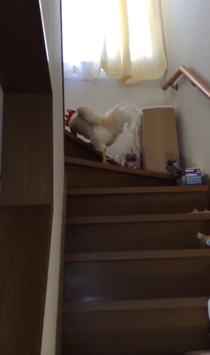 ไก่ปลุก