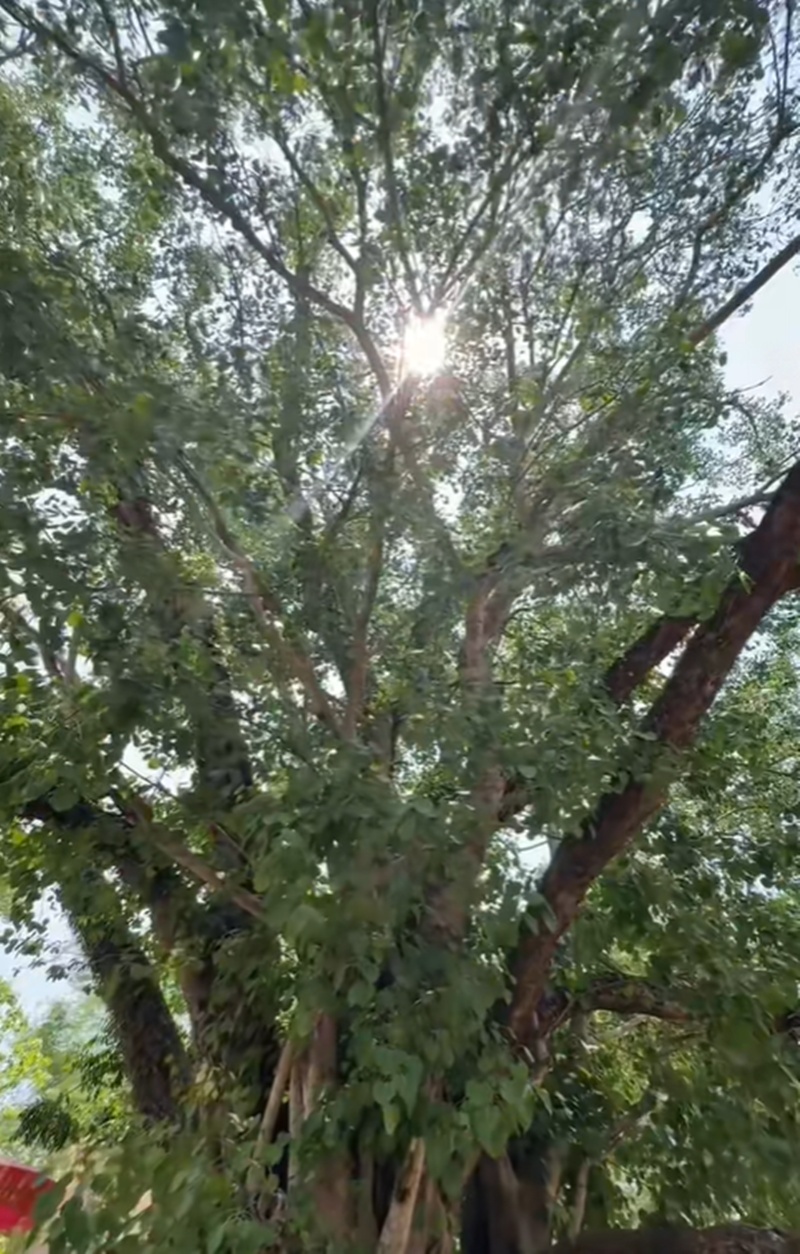 ตระกูลโพธิ์งาม