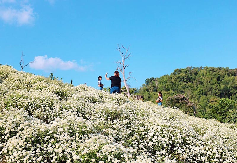 ทุ่งดอกเก๊กฮวย 