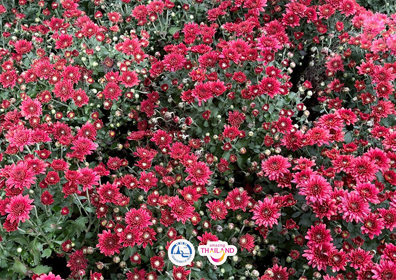 Colorful Garden in Phrae 2025 แพร่