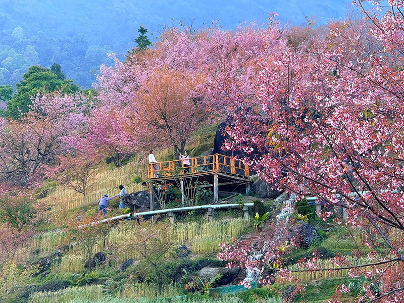 ดอกนางพญาเสือโคร่ง ขุนวาง 2568 สะพานซากุระ