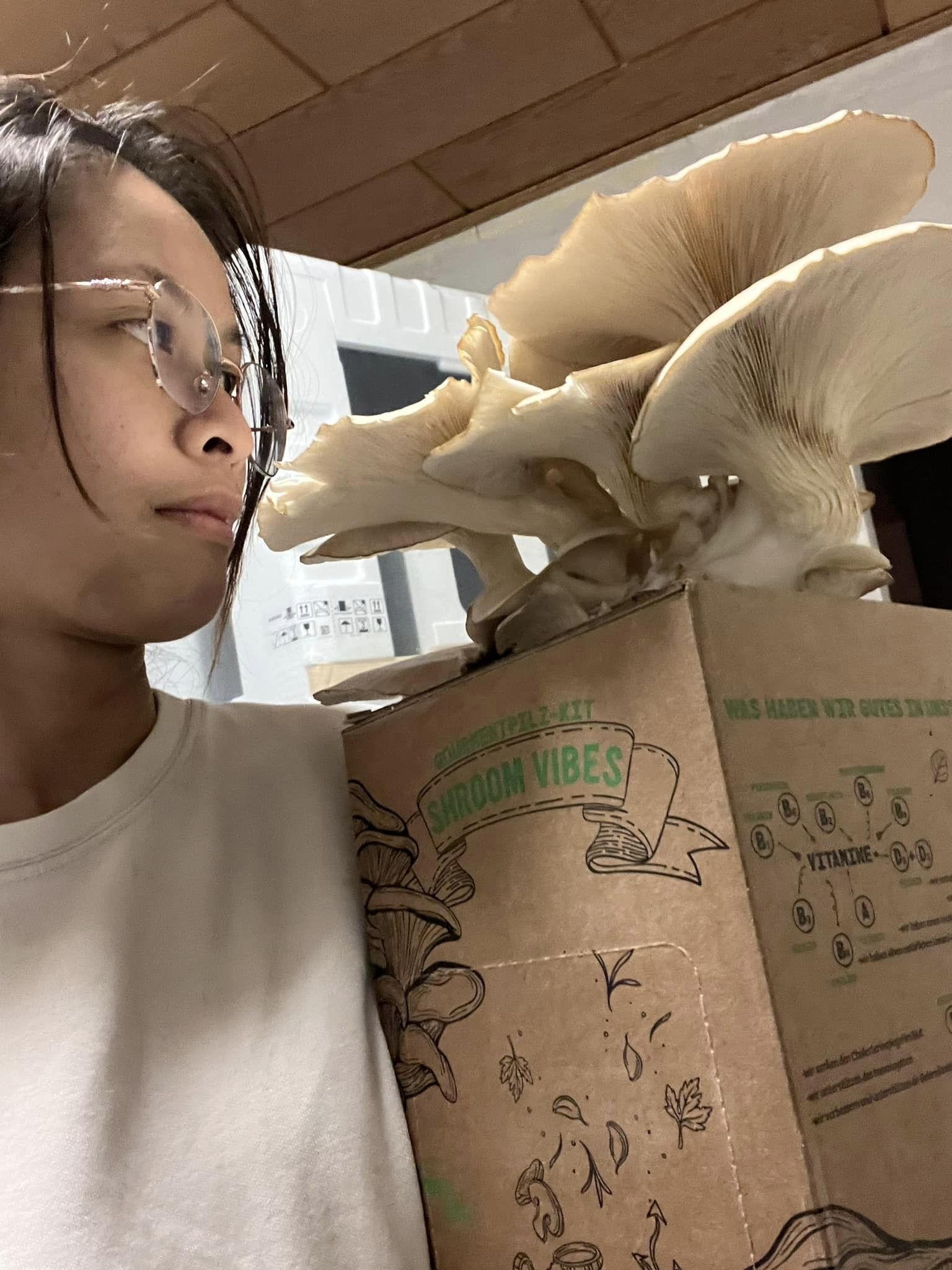 เชื้อเห็ดนางรม