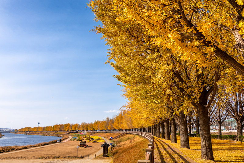 สถานที่ชมต้นแปะก๊วย