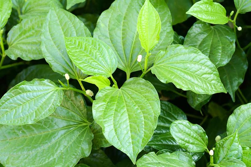 ผักที่มีธาตุเหล็กสูง