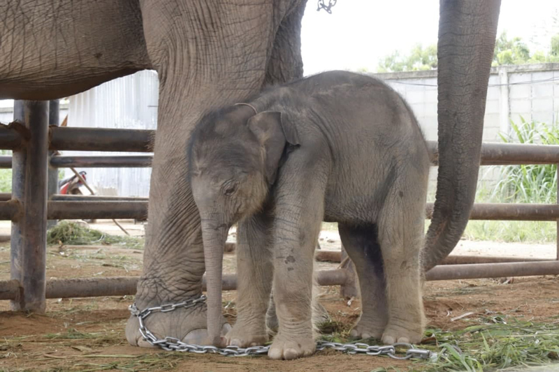 ปางช้างสวนนงนุชพัทยา