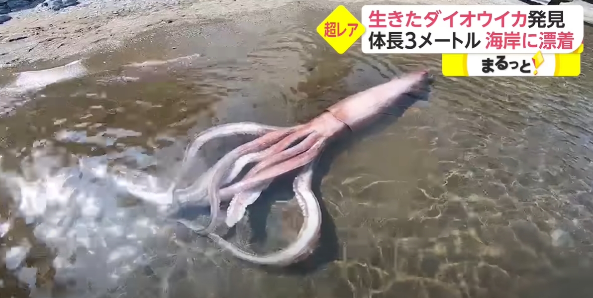 หมึกยักษ์