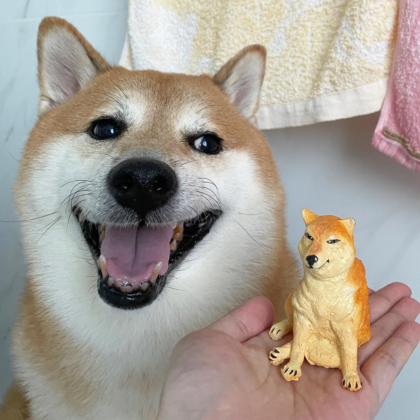 หมาชิบะเจ้าของมีมดัง