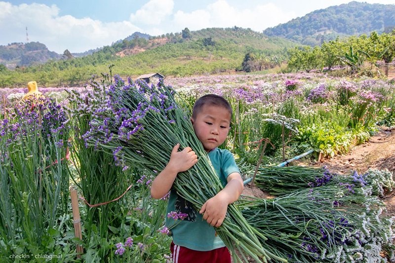 ทุ่งดอกสแตติส เชียงใหม่