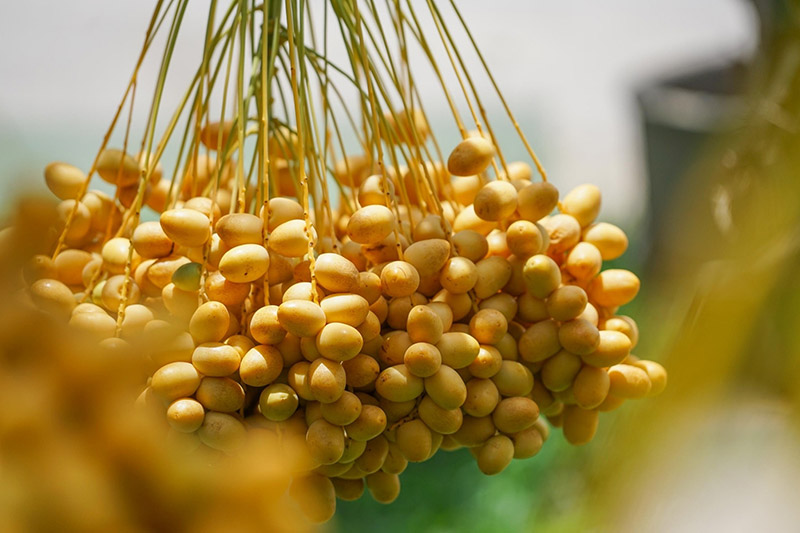 สวนอินทผลัม เดลิเวอรี่