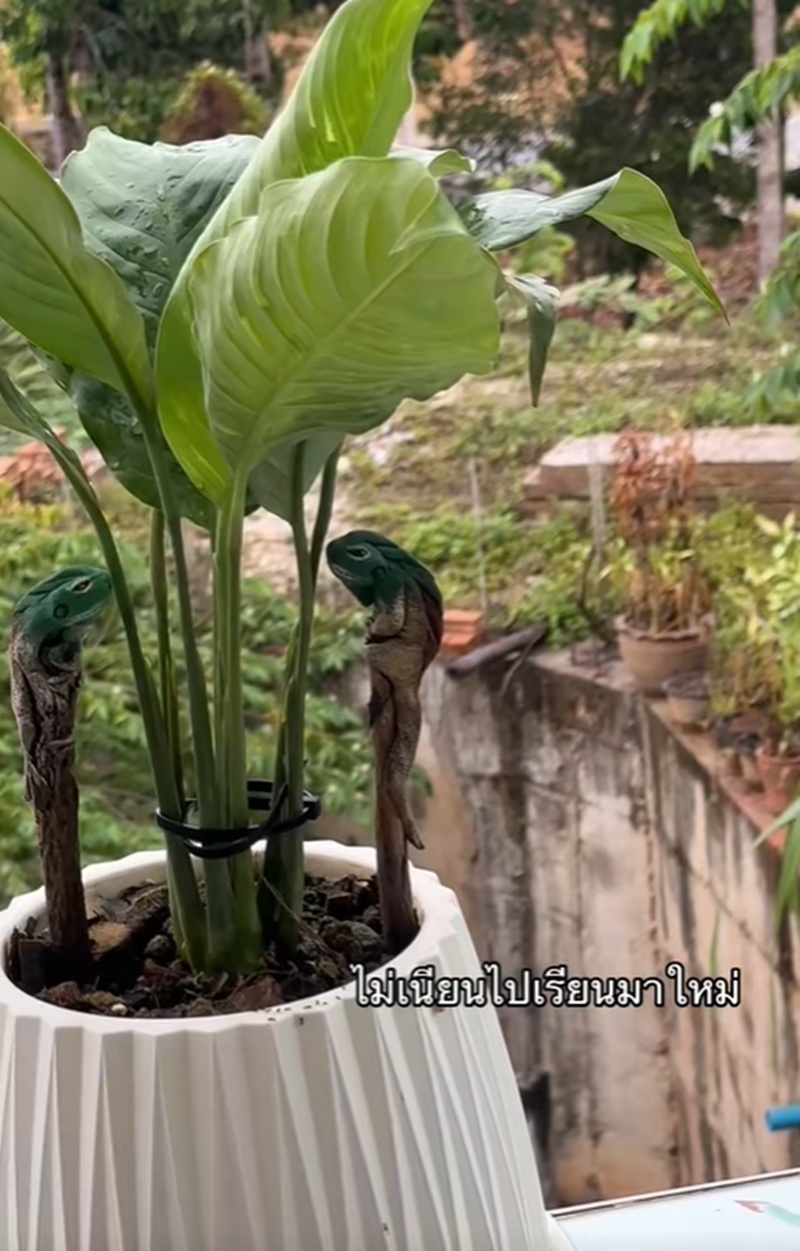 กระถางต้นไม้