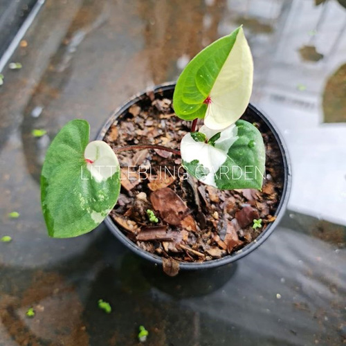 บอนสีเศรษฐีพันล้าน